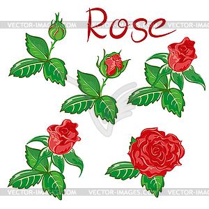 Roses, flower set, stages of flowering - vector clipart
