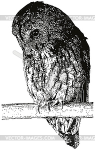 Owl on roost - vector clip art