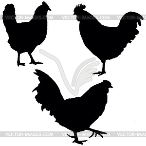 Roosters and hen - vector image