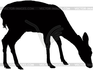 Fawn - vector image