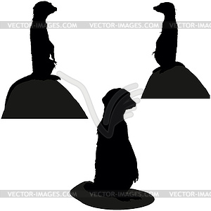 Posing Meercats - vector image