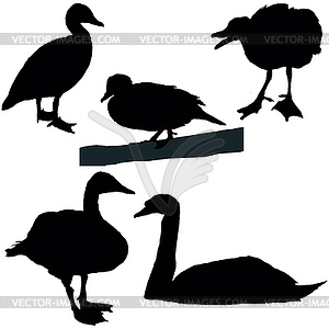 Ducks and swans - vector clipart