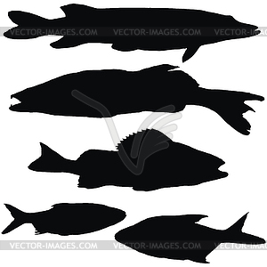European fishes - vector clipart