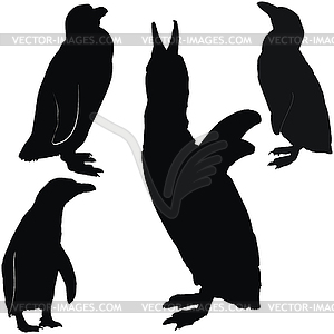 Posing penguins - vector image