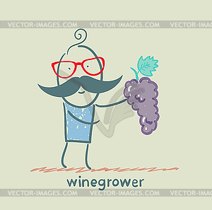 Winegrower holds bunch of grapes - vector image