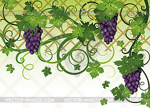 Season autumn banner with grapes, vector illustration - vector clipart