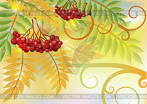 Autumn card with red rowan berry, vector illustration - vector clipart / vector image