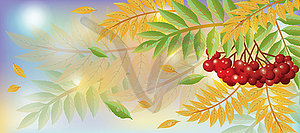 Autumn banner with mountain ash berry, vector  - vector image