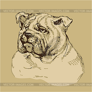 Bulldog head - -sketch in vintage style - vector image