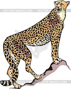 Cheetah - vector clipart / vector image