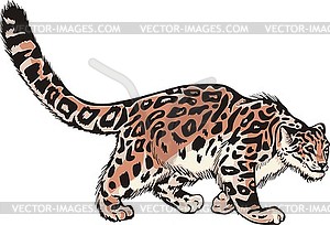 Wild leopard - vector clipart