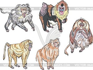Baboons, gelada and mandrill - vector clipart