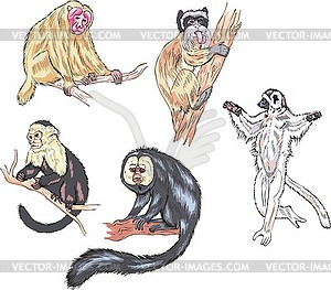 Monkeys - vector clip art