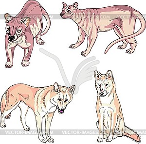 Fossa and dingo - vector clipart