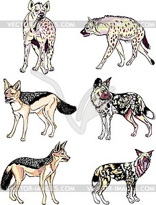 Jackals, african wild dogs and hyenas - vector image