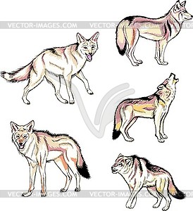 Coyotes and wolves - vector clip art