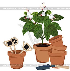 Room flower and flower pots - vector clip art