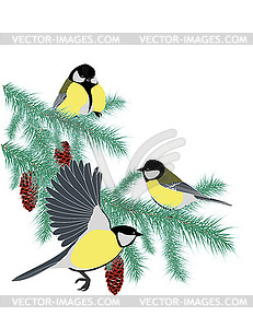 Tits on fir branches - vector image