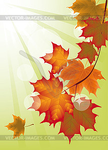 Autumn maple leaves - vector image