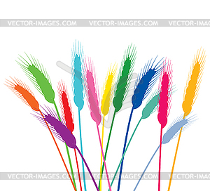 Colorful wheat ears - vector image