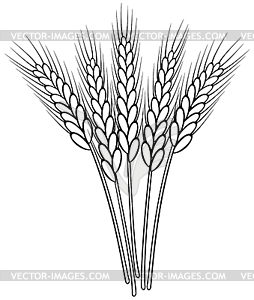 Bunch of black and white wheat ears - vector clip art