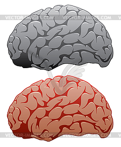Set of human brains - vector image