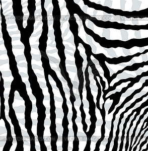 Abstract skin texture of zebra - vector clipart