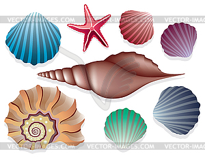 Collection of sea shells - vector clip art