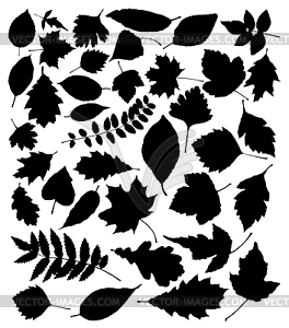 Black silhouettes of leaves - vector image