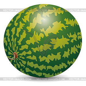 Watermelon - vector image