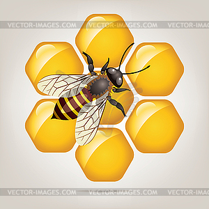 Working bee on honeycells - vector clipart