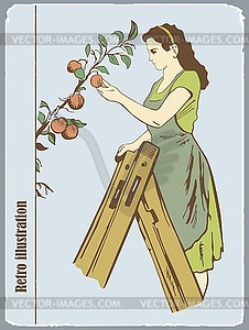 Woman gathers apples - vector clipart