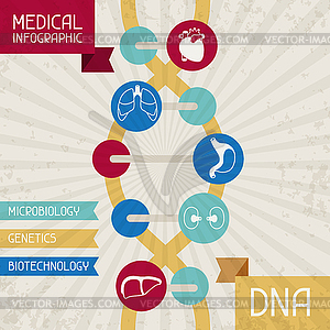 Medical infographic DNA - vector clipart