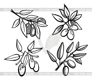 Drawing Olives set - vector image