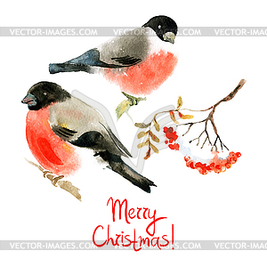 Watercolor bullfinch and ashberry. s - vector image