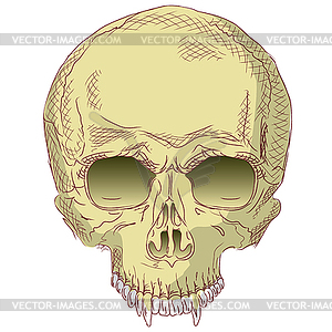 Human skull - royalty-free vector image