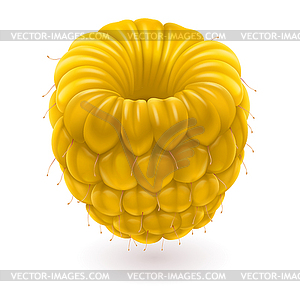 Yellow raspberries - color vector clipart