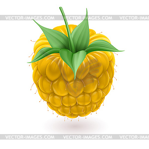 Yellow raspberries - vector clip art