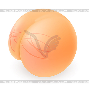 Buttocks - vector clipart