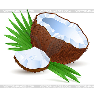 Half coconut - vector image