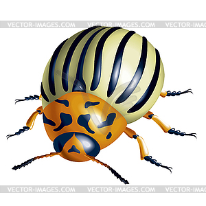 Colorado potato beetle - vector image