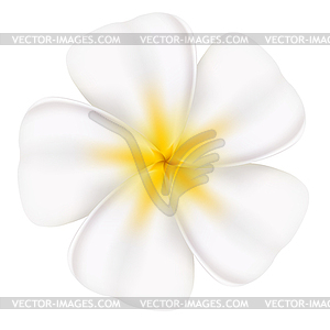 Beautiful frangipani - vector clip art