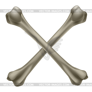 Two realistic crossbone - vector image