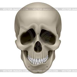 Human Skull - vector clipart