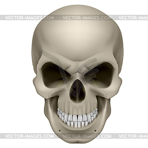 Human Skull - vector image