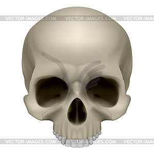 Human skull - vector clip art