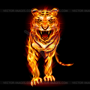 Fire tiger - vector clip art