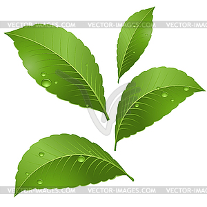 Green leaves - vector clipart / vector image