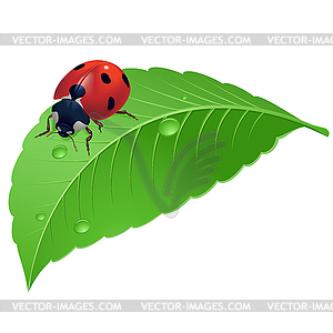 Ladybird on grass with water drops - vector image