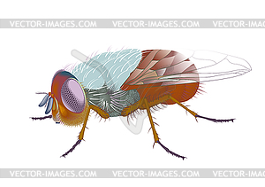 Calliphora Авгур - клипарт Royalty-Free